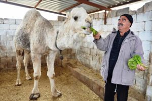Develeriyle 'çocukları gibi' ilgileniyor