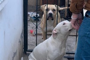 Pitbull okula giden öğrenciye saldırdı