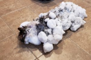 Donmuş kedi kurtarıldı!