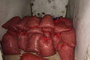 Bursa'da kaçak avlanan 1 ton 300 kilogram midye ele geçirildi