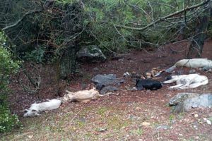 Zehirlenen 6 köpek telef oldu