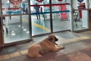 Sahibi hastaneye giren köpek, kapı önünden ayrılmadı