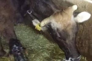 Akşam 'bir'di sabah 'üç' oldu!