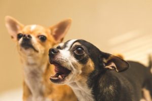 Belediye köpeklerin havlamasını yasakladı