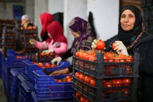 Üretici tanzim satıştan memnun!