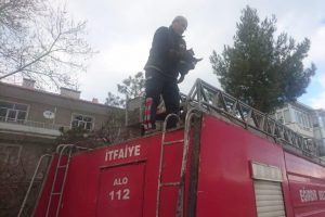 Ağaçtan inemeyen kediyi itfaiye kurtardı