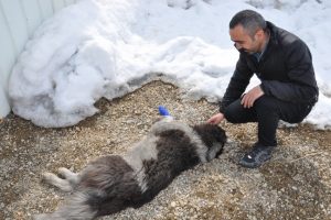 Yaralı köpek tedavi altına alındı