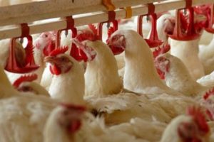 Beyaz ette 19 firmaya yönelik yürütülen soruşturma tamamlandı