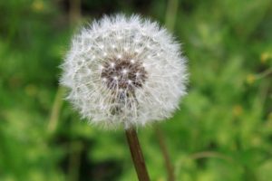Meteoroloji 'polen' tahmininde de bulunacak