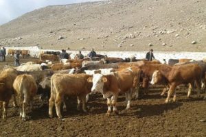 Kooperatif adını kullanarak 563 bin lira dolandırıdılar