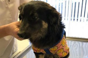 Evcil hayvan fuarına terk edilen yavru köpeğe yuva arıyorlar