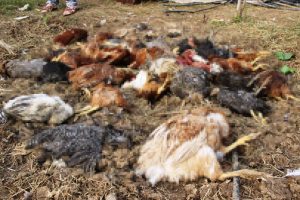 Aç kalan sokak köpekleri 100 tavuğu telef etti