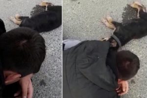 Otomobilin altında kalan köpeğinin başında ağladı