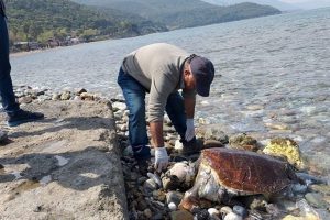 İki ölü caretta caretta sahile vurdu