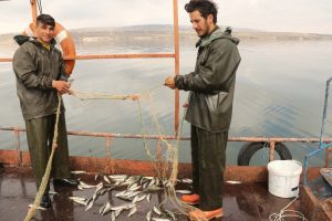 Van Gölü'nün eşsiz lezzeti: İnci Kefali