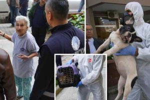 Apartman dairesinden 47 kedi, 6 köpek ve 1 kaplumbağa çıktı