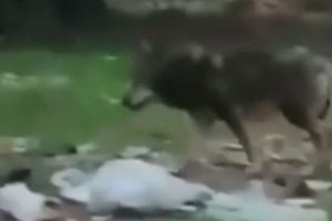 Hayvanat bahçesinden kaçan kurt üç ayrı noktada görüntülendi