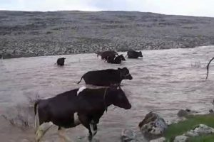 Dereden geçen sürü sular yükselince zor anlar yaşadı