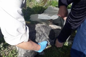 Çukura gömülü kedi ve köpek ölüleri bulundu