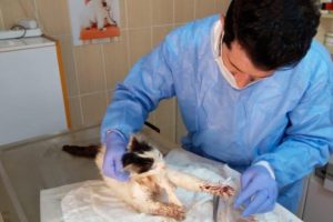 Kazada yaralanan kedi tedavi edildi
