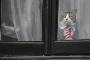 Kedi James 'casuslukla' suçlandı