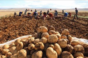 Yerli patates çeşidine yenileri eklendi
