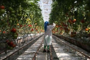 Türk seracıları gözünü Avrupa'ya dikti