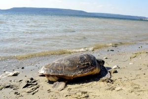 Profesör Kaska'dan 'caretta caretta' uyarısı