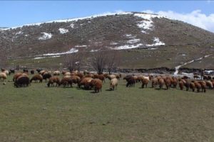 5 bin lira maaşa çoban bulamıyorlar