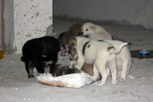 7 yavru köpek ölüme terk edildi
