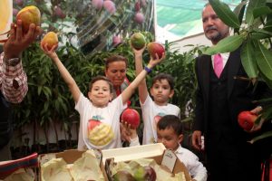 Yerli mango üreticiye tanıtıldı