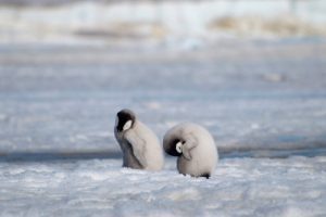 Binlerce yavru penguen öldü