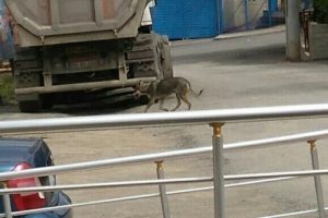 Aç kurt şehir merkezine indi