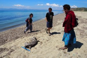 Ayvalık sahilinde ölü caretta caretta bulundu