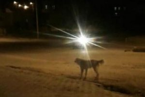 Köpeklerin saldırısına uğrayan 3 çocuk yaralandı
