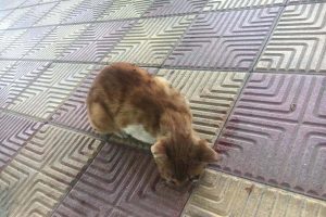 İşkence yaparak gözünü oydular!