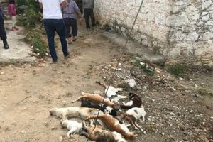Yine vahşet! Hepsini öldürdüler