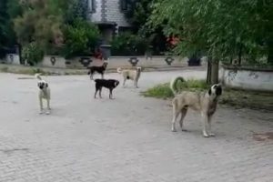 Bursa'da köpekleri görüntülemek isterken saldırıya uğradı