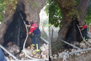 Vicdansızlar! 300 yıllık çınarı ateşe verdiler