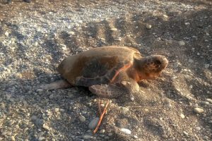 Caretta caretta'ya taşla vurup üzerine binen kişiler gözaltına alındı