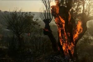 Zeytin ağaçları yangında küle döndü