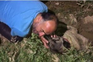 Bursa'da araç çarpan köpeğinin başında gözyaşı döktü