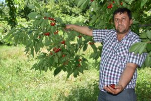 İngiliz Kraliyet Ailesi'nin sofrasına Bursa kirazı gönderildi