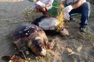 9 deniz kaplumbağasının ölüm nedeni insan kaynaklı