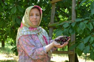 Bursa'da karabodur kirazı üreticinin yüzünü güldürdü