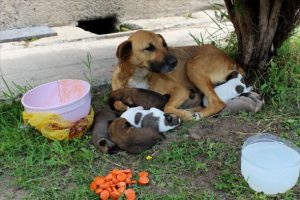 Cami avlusunda yavrulayan köpeğe imam sahip çıktı