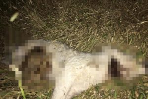 50 günlük yavru köpeği işkenceyle öldürdü!