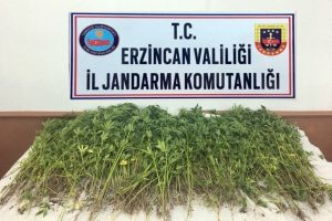 Jandarma kök kenevir bitkisi ele geçirdi