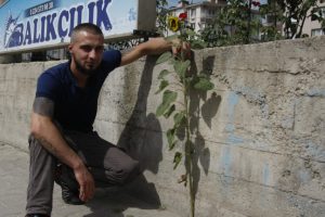 Bursa'da kaldırımda yetişen ayçiçeği görenleri şaşırtıyor