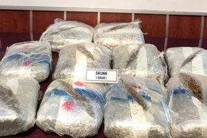 67 kilogram skunk ele geçirildi